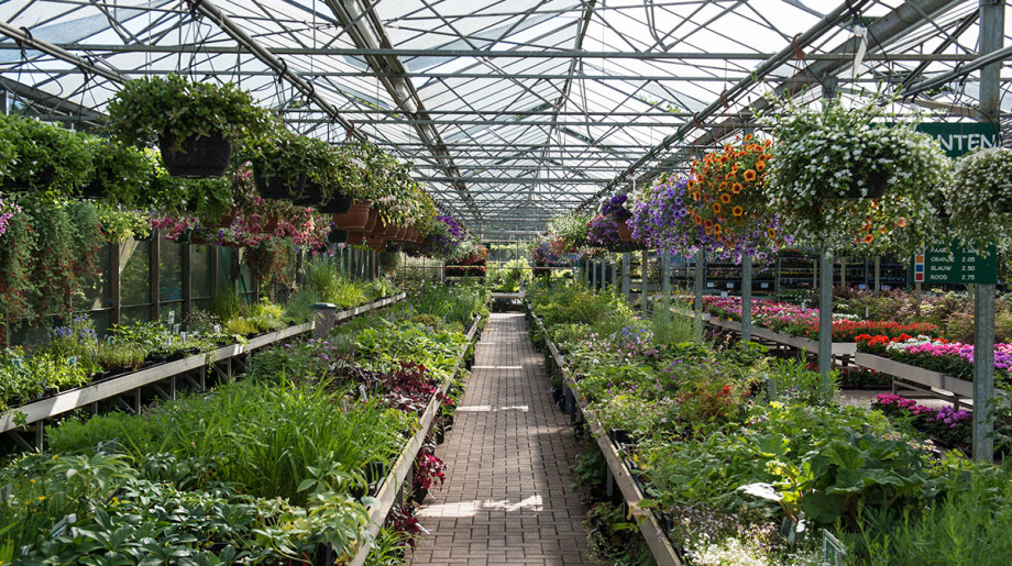 Tuinplantenwinkel.nl Knegsel afbeelding 4